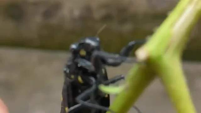 科普十三类蝉，简单分享，瞧瞧是否有你没见过的