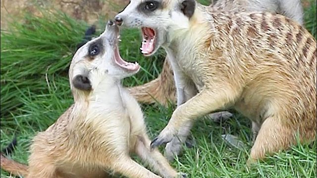 比比谁的口气大