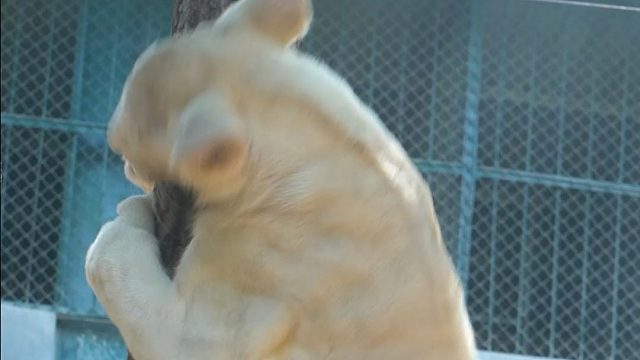 震惊！狮子上树啦~