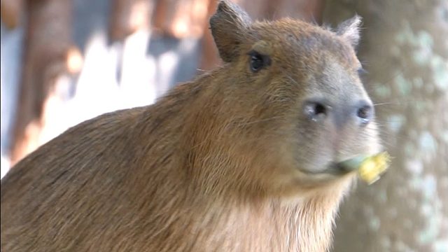 卡皮巴拉：根本停不下来