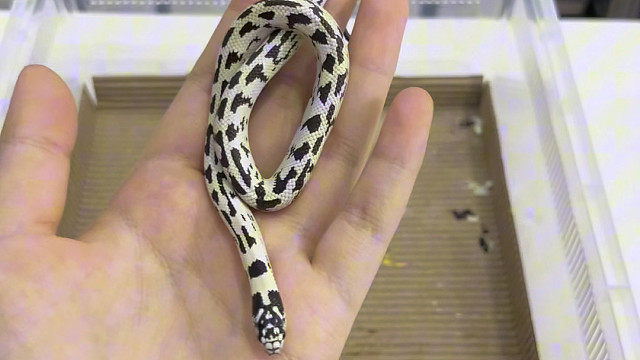 换垫料被咬白娘你好样的