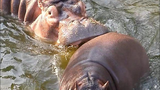 对抗路母子，三十六计走为上计