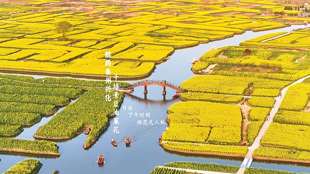 航拍泰州兴化千垛景区油菜花日出下午时刻烟花无人机