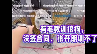 有毛教訓(xùn)狼狗，
沒(méi)簽合同，張開(kāi)朗訓(xùn)不了！