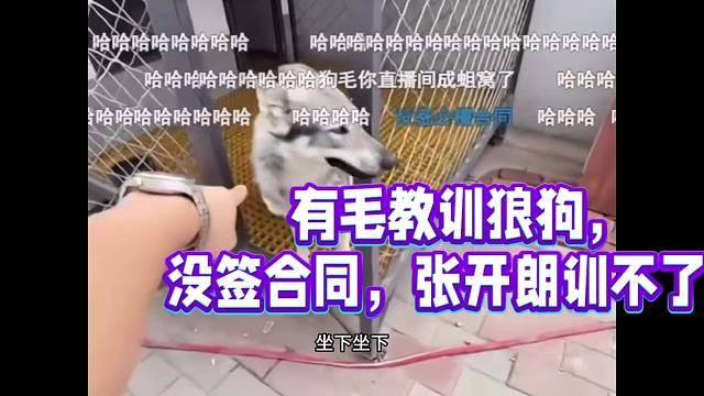 有毛教训狼狗，
没签合同，张开朗训不了！