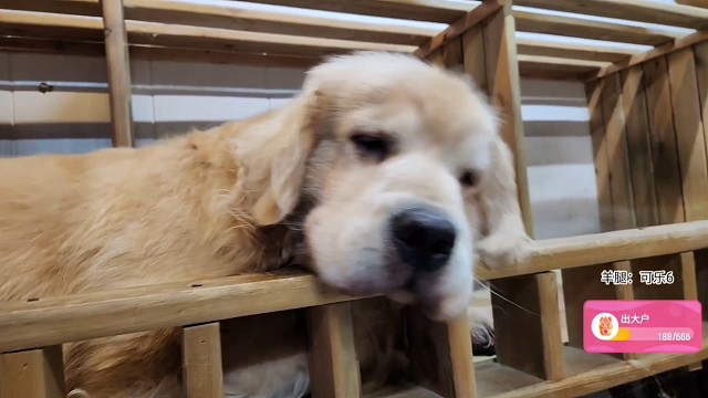 瑞瑞就喜欢上二楼