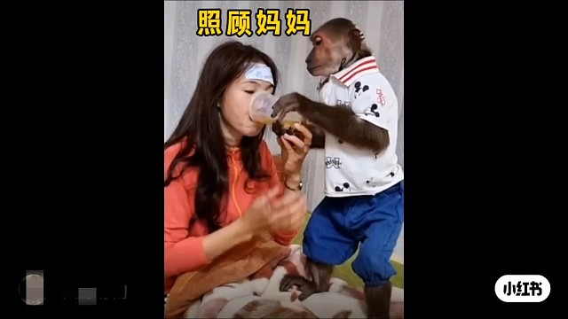 猴子照顾妈妈