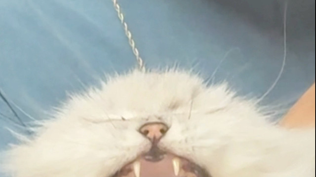 日常训练，首席教练多银来了