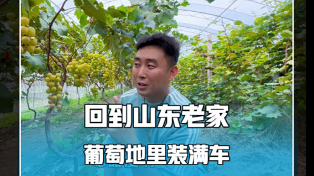 房车旅行，回到山东老家，葡萄地里装满车，忙碌充实的一天