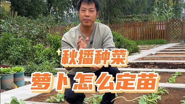 萝卜多大定苗？定苗间距多少？#萝卜