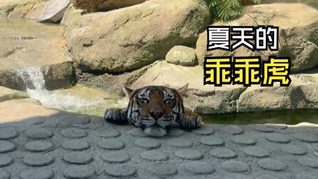 那些治愈的动物视频！