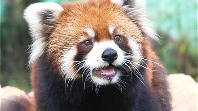 小胖：不辜负每一颗果果的真心