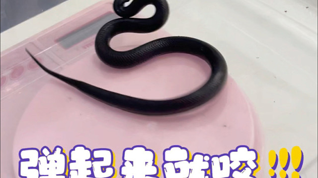 三联弹射黑王蛇咬我