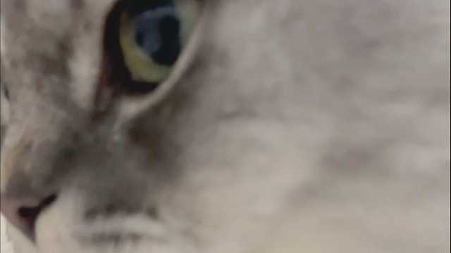 《小猫一喊就过来怎么办》