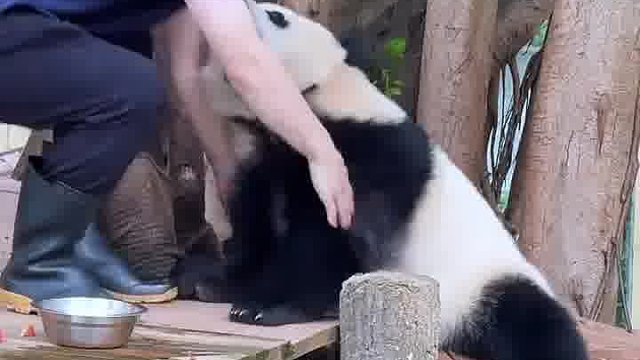 三妹调皮咬脸勾腿留人，和项奶爸瞬间“决裂”啦。