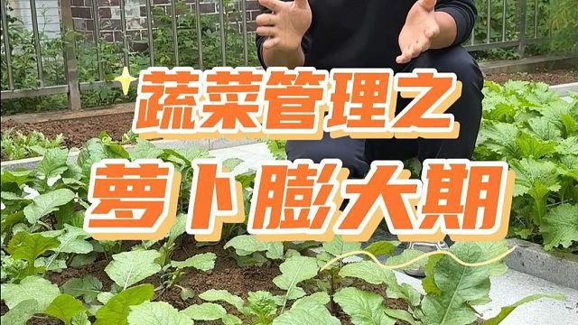 萝卜膨大，该怎么浇水追肥？#萝卜管理