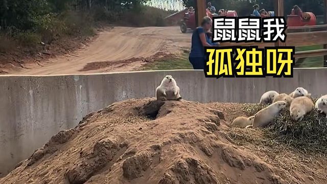 那些让人惊叹的动物视频！