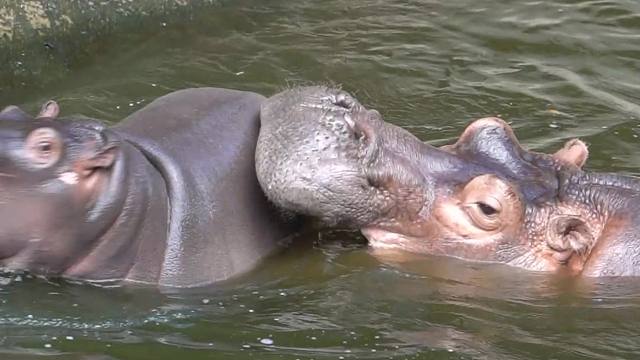 河马宝宝要快变成大宝宝啦~