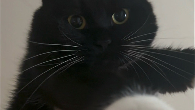 是黑芝麻糊味的豆包包吧！