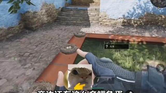 洲年鸟蛋爆率来啦！