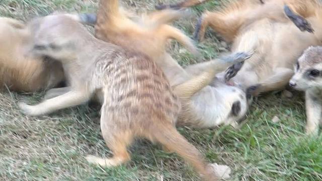 每天的热情不亚于那块黄色海绵