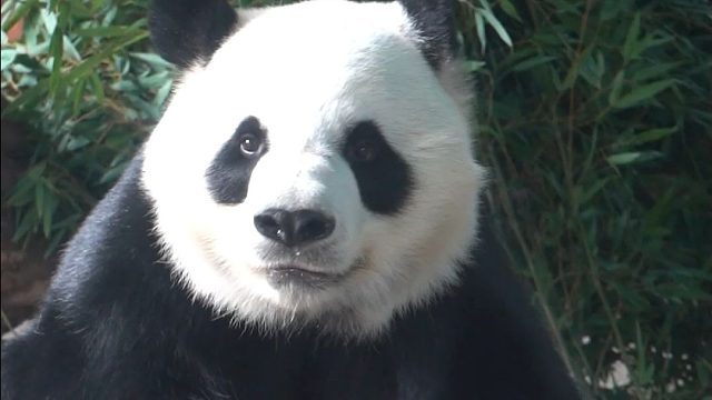 沉迷南瓜，无法自拔的阿愿