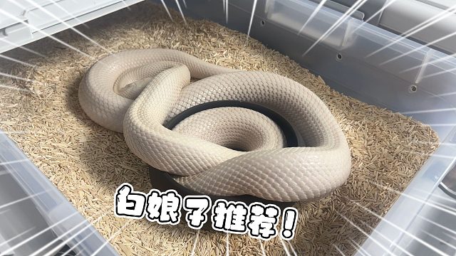 各大品种的白娘子推荐！看看什么品种白娘子适合你！