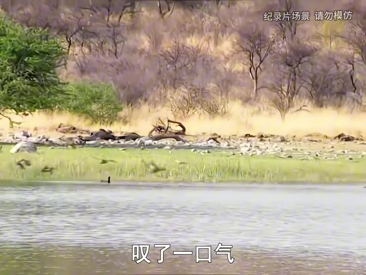 热带草原求生，仙人掌果实，美味罗非鱼，碳烤小鸡(3)