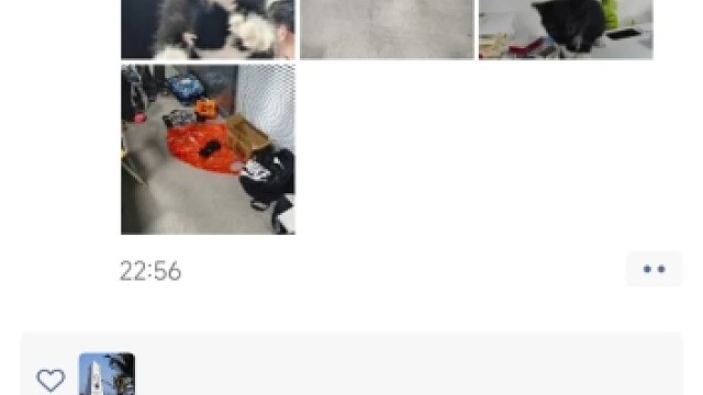 绝世好猫被我养到了