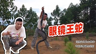 【蛇類科普蛇哥】眼鏡王蛇