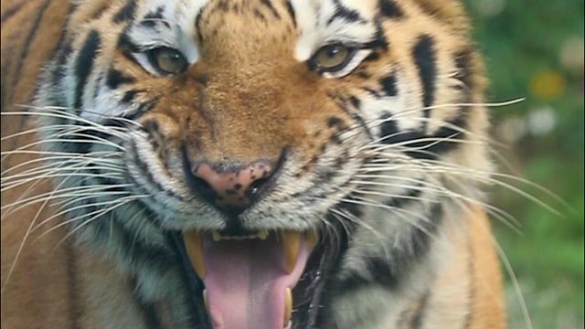 咪的天！谁还不是个可爱小猫咪了