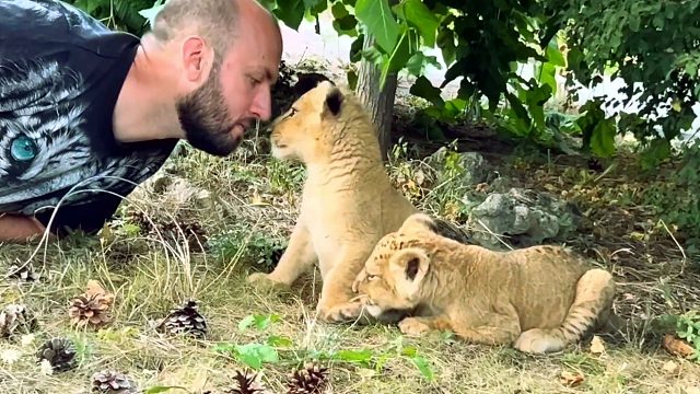 这么可爱的小狮子宝宝，我一口一个！