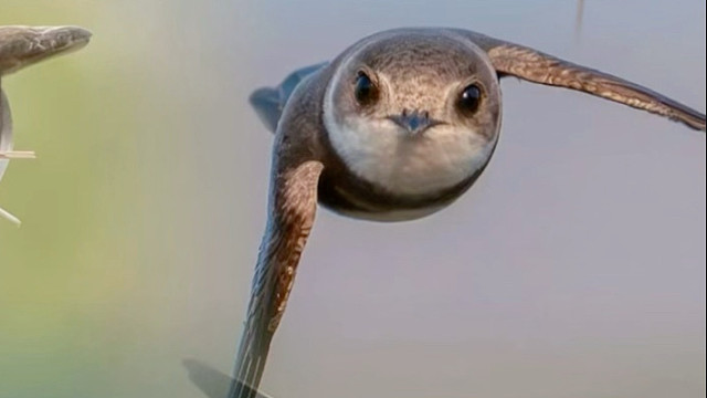 崖沙燕：此鸟莫不是天上的仙女养过的小猫？