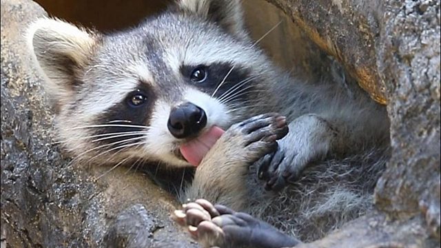 精致小浣熊的沉浸式护肤~