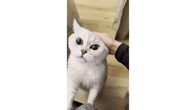 这猫脾气不是一般的好