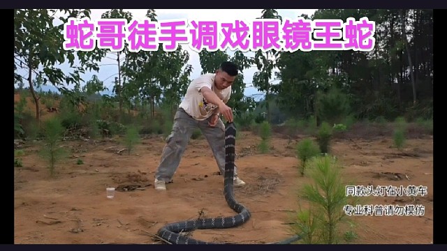 【蛇哥】这钱就该他挣，蛇哥徒手调戏眼镜王蛇！