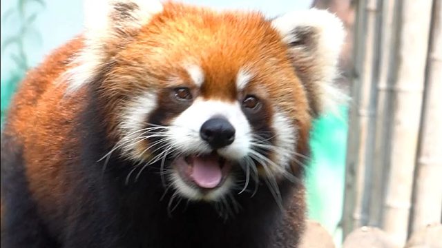 小胖也太可爱啦~