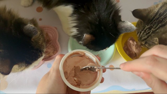 无bgm无加速无字幕的吃罐头