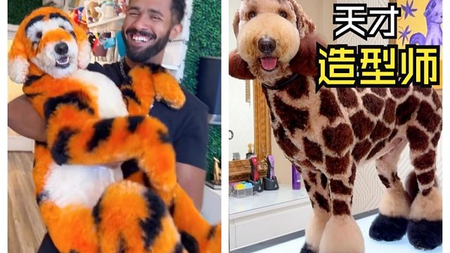 那些出人意料的动物视频！