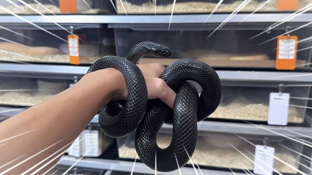 当蛇懒到一定程度真的会很可爱！