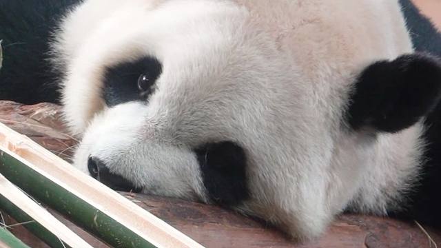 困了就睡~姨姨也不能熬夜噢