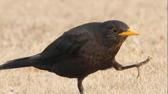 乌鸫：是“甩屎狂魔”还是“宠娃狂魔”？