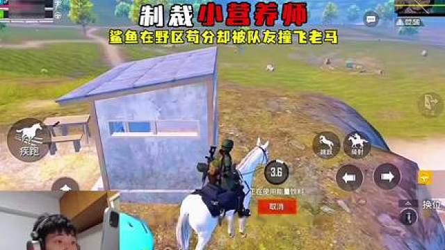 鲨鱼遇到小营养师驱车撞老马，结局令人大快人心