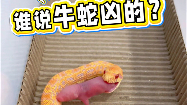 牛蛇凶么 我家的咋这么乖