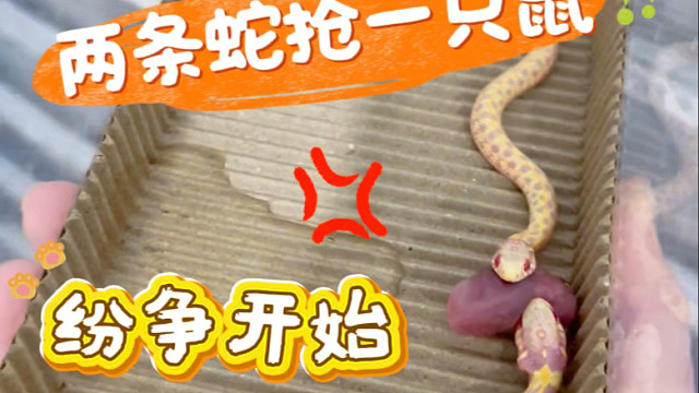 【珍妮捅了鼠窝】视频加载中，速速查收惊喜！