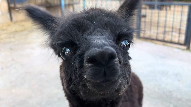 刚出生的小羊驼宝宝，眉清目秀的！