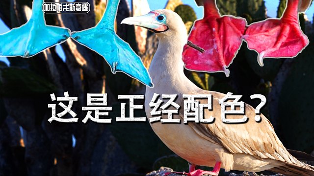 【陈睿】这家伙用脚带孩子？！红脚丫蓝脚丫，你喜欢哪一款？加拉帕戈斯跳岛游