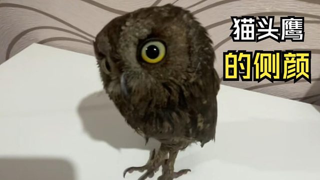 那些有爱的动物视频！