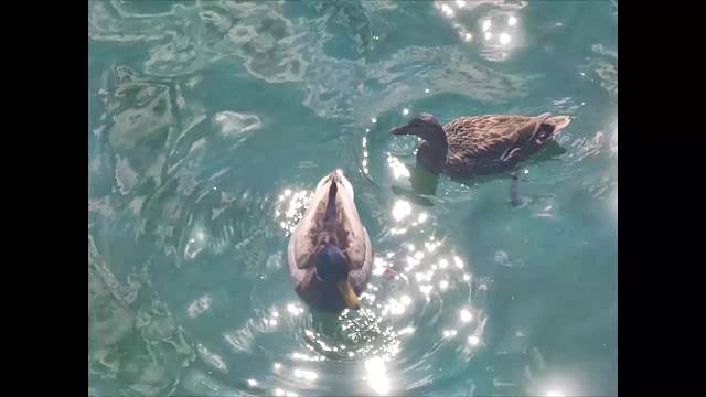 【LIVE】肖邦 d小调波兰舞曲 Op.71 No.1