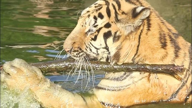 大猫咪也有它心爱的“逗猫棒”